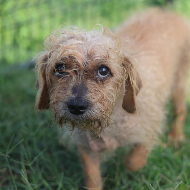Shelter Stray Male Dog last seen Near BLOCK CRESTFIELD DR, 4710 TX-151, San Antonio, TX 78227, USA