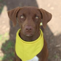 Shelter Stray Female Dog last seen , 4710 TX-151, San Antonio, TX 78227, USA