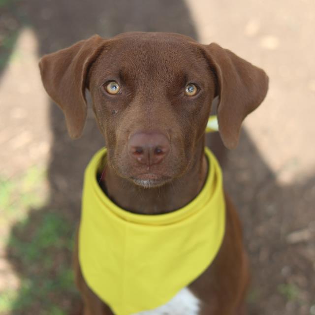 Shelter Stray Female Dog last seen , 4710 TX-151, San Antonio, TX 78227, USA