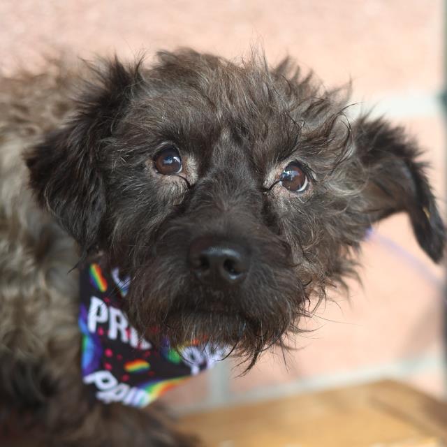 Shelter Stray Male Dog last seen Near BLOCK CRESTFIELD DR, 4710 TX-151, San Antonio, TX 78227, USA