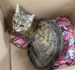 Shelter Stray Female Cat last seen DORCHESTER, 350 S Huntington Ave, Jamaica Plain, MA 02130, USA