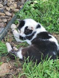 Shelter Stray Male Cat last seen BANDERA, 4710 TX-151, San Antonio, TX 78227, USA