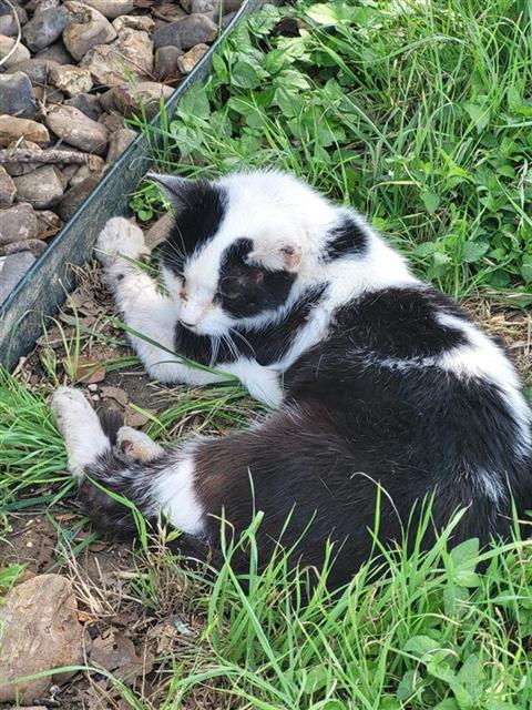 Shelter Stray Male Cat last seen BANDERA, 4710 TX-151, San Antonio, TX 78227, USA