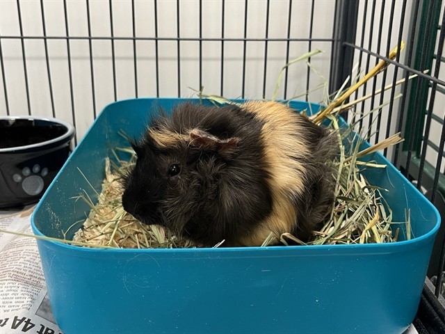 Shelter Stray Male Other last seen Near BLOCK ABBOT LN, COLORADO SPRINGS CO 80905, 610 Abbot Ln, Colorado Springs, CO 80905, USA