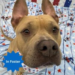 Shelter Stray Male Dog last seen Near, 2600 S Harding St, Indianapolis, IN 46221, USA