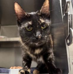Shelter Stray Female Cat last seen , 11361 W Pico Blvd, Los Angeles, CA 90064, USA
