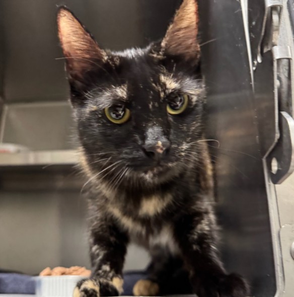 Shelter Stray Female Cat last seen , 11361 W Pico Blvd, Los Angeles, CA 90064, USA