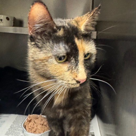 Shelter Stray Female Cat last seen , 11361 W Pico Blvd, Los Angeles, CA 90064, USA