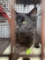 Shelter Stray Male Cat last seen , 4000 N Silverbell Rd, Tucson, AZ 85745, USA