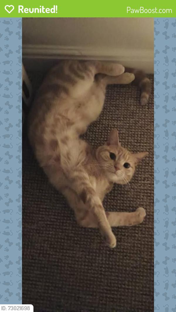 Reunited Male Cat last seen Cornwallis Avenue, Aylesham, Aylesham, England CT3