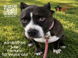 Shelter Stray Female Dog last seen , 3201 Lacy St, Los Angeles, CA 90031, USA