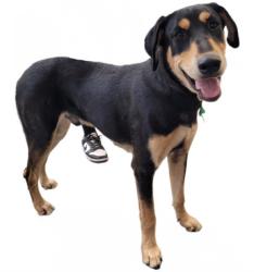 Shelter Stray Male Dog last seen , 3201 Lacy St, Los Angeles, CA 90031, USA