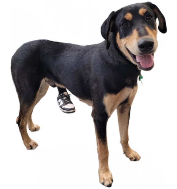 Shelter Stray Male Dog last seen , 3201 Lacy St, Los Angeles, CA 90031, USA