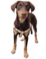 Shelter Stray Female Dog last seen , 3201 Lacy St, Los Angeles, CA 90031, USA