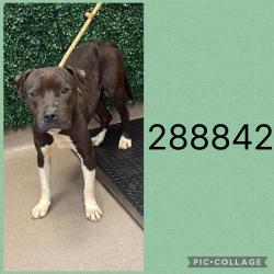 Shelter Stray Male Dog last seen MARSE ALLEN RD, 4214 Fulton Mill Rd, Macon, GA 31216, USA