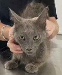 Shelter Stray Female Cat last seen AMANDA LN, 1601 Airport Rd, Shelby, NC 28150, USA