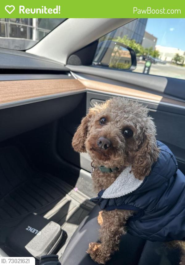 Reunited Male Dog last seen Near w garland ter, Sunnyvale ca 94086, Sunnyvale, CA 94086