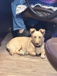 Found/Stray Female Dog last seen Everman food store, Fort Worth, TX 76140