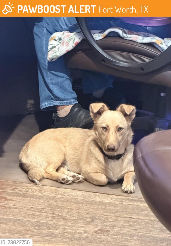 Found/Stray Female Dog last seen Everman food store, Fort Worth, TX 76140