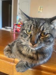Reunited Male Cat last seen La Mirada Bl & Beach Bl, La Mirada, CA 90638