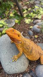Lost Female Reptile last seen Hukee and Avocado St, Anaheim, CA 92805