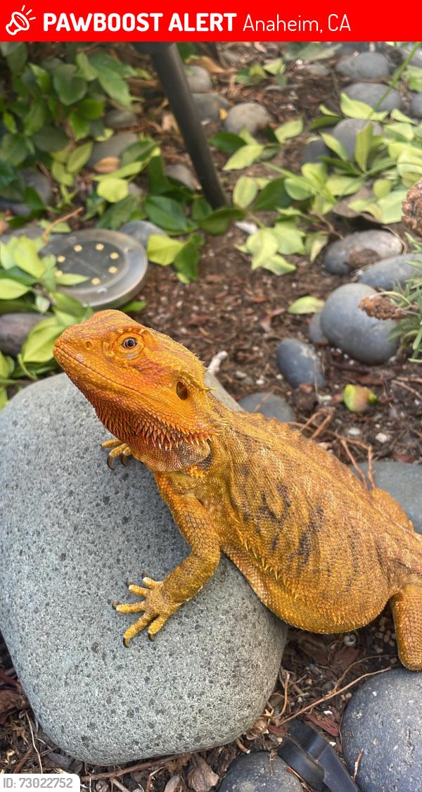Lost Female Reptile last seen Hukee and Avocado St, Anaheim, CA 92805