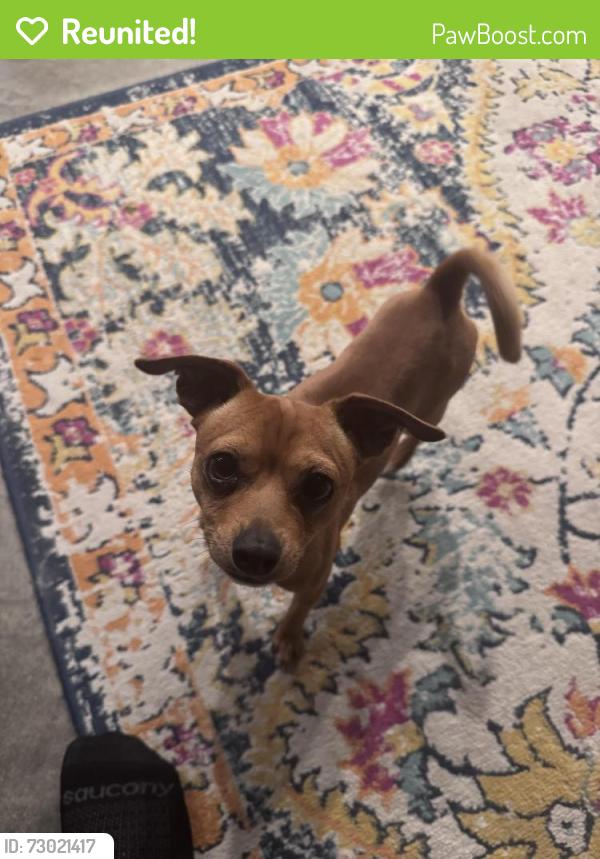 Reunited Male Dog last seen Near E Harrison Ave, Salt Lake City, UT 84115
