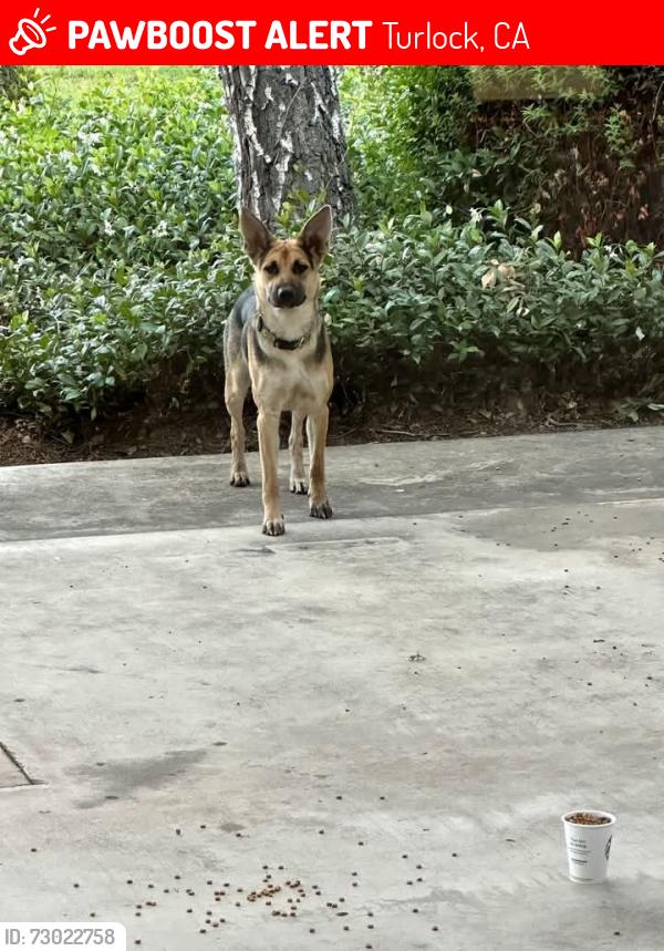 Lost Female Dog last seen Taylor rd and goldenstate, Turlock, CA 95382