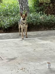 Lost Female Dog last seen Taylor rd and goldenstate, Turlock, CA 95382