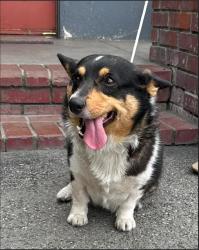 Reunited Female Dog last seen Stewart and Grey-Firestone Blvd, Downey, CA 90241