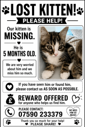Lost Male Cat last seen Near Crowntree Close , Greater London, England TW7 5PF
