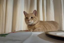 Lost Male Cat last seen The dominos by west Lanham hills , Prince George's County, MD 20784