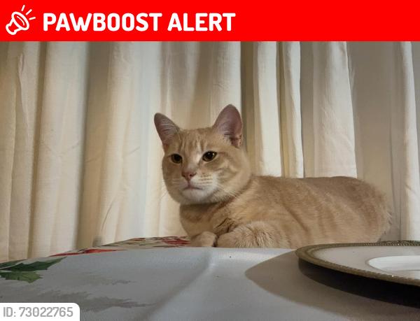 Lost Male Cat last seen The dominos by west Lanham hills , Prince George's County, MD 20784