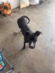 Found/Stray Female Dog last seen Oak mount appartments, Arlington, TX 76012