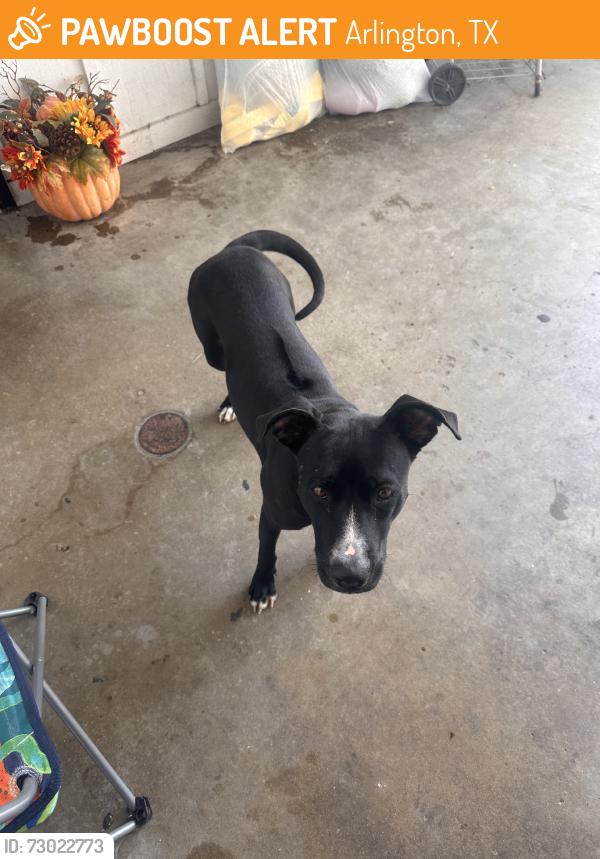 Found/Stray Female Dog last seen Oak mount appartments, Arlington, TX 76012