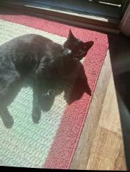 Reunited Male Cat last seen Near street playground emmerton school, Abingdon, MD 21009