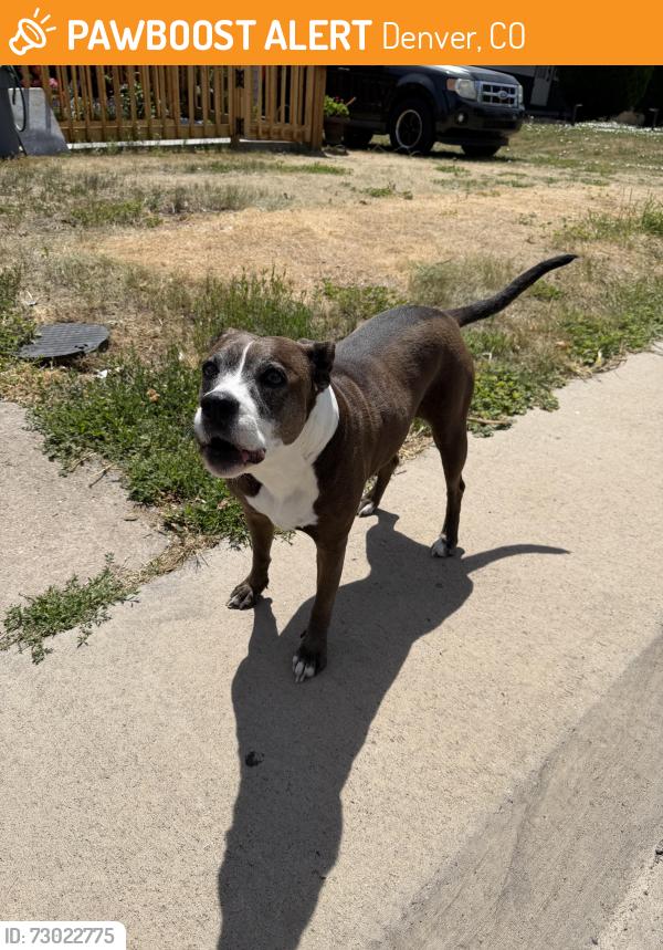 Found/Stray Female Dog last seen Villa Park neighborhood - Irving & 8th, Denver, CO 80204
