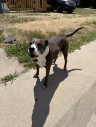 Found/Stray Female Dog last seen Villa Park neighborhood - Irving & 8th, Denver, CO 80204