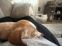 Reunited Female Dog last seen Avenida Castilla and Avenida Savilla, Laguna Woods, CA 92637