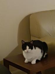 Lost Male Cat last seen Gas station 105th Marty, Overland Park, KS 66212