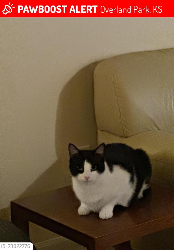 Lost Male Cat last seen Gas station 105th Marty, Overland Park, KS 66212