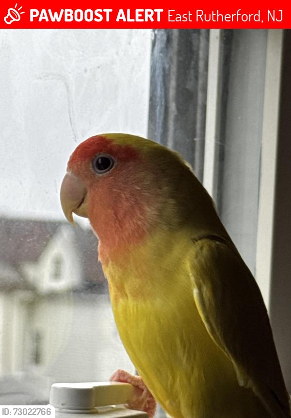 Lost Female Bird last seen Boiling springs avenue and Garden St, East Rutherford, NJ 07073