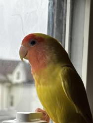 Lost Female Bird last seen Boiling springs avenue and Garden St, East Rutherford, NJ 07073