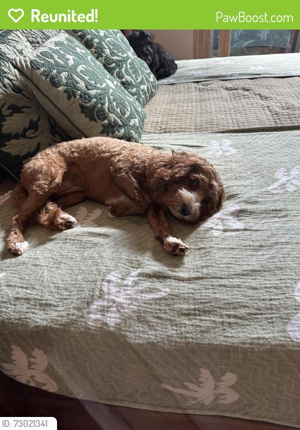 Reunited Female Dog last seen Kahala Ave/Aukai Ave, Honolulu, HI 96816