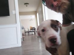 Found/Stray Male Dog last seen Near trinity rd, Memphis, TN 38018