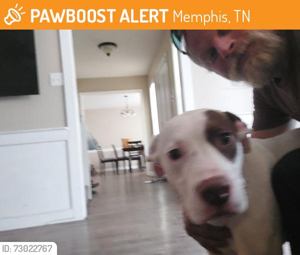 Found/Stray Male Dog last seen Near trinity rd, Memphis, TN 38018
