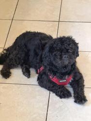 Reunited Male Dog last seen 63rd and Jefferson , Philadelphia, PA 19151