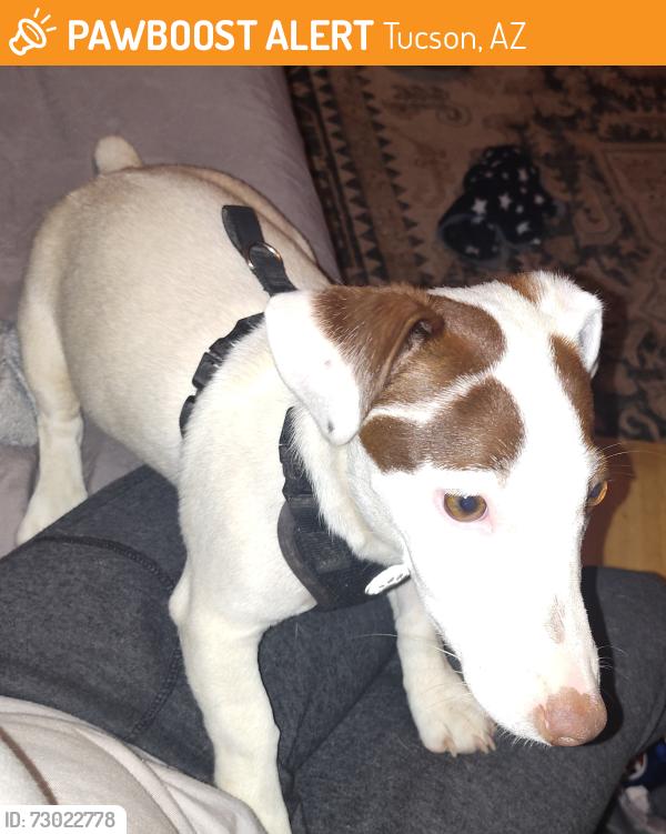 Found/Stray Male Dog last seen Palmdale and Liberty , Tucson, AZ 85714