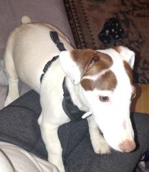 Found/Stray Male Dog last seen Palmdale and Liberty , Tucson, AZ 85714
