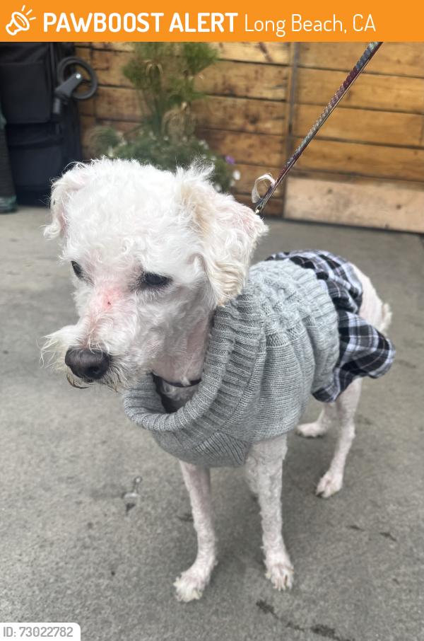 Found/Stray Female Dog last seen Cedar Ave and W Anaheim St, Long Beach, CA 90813